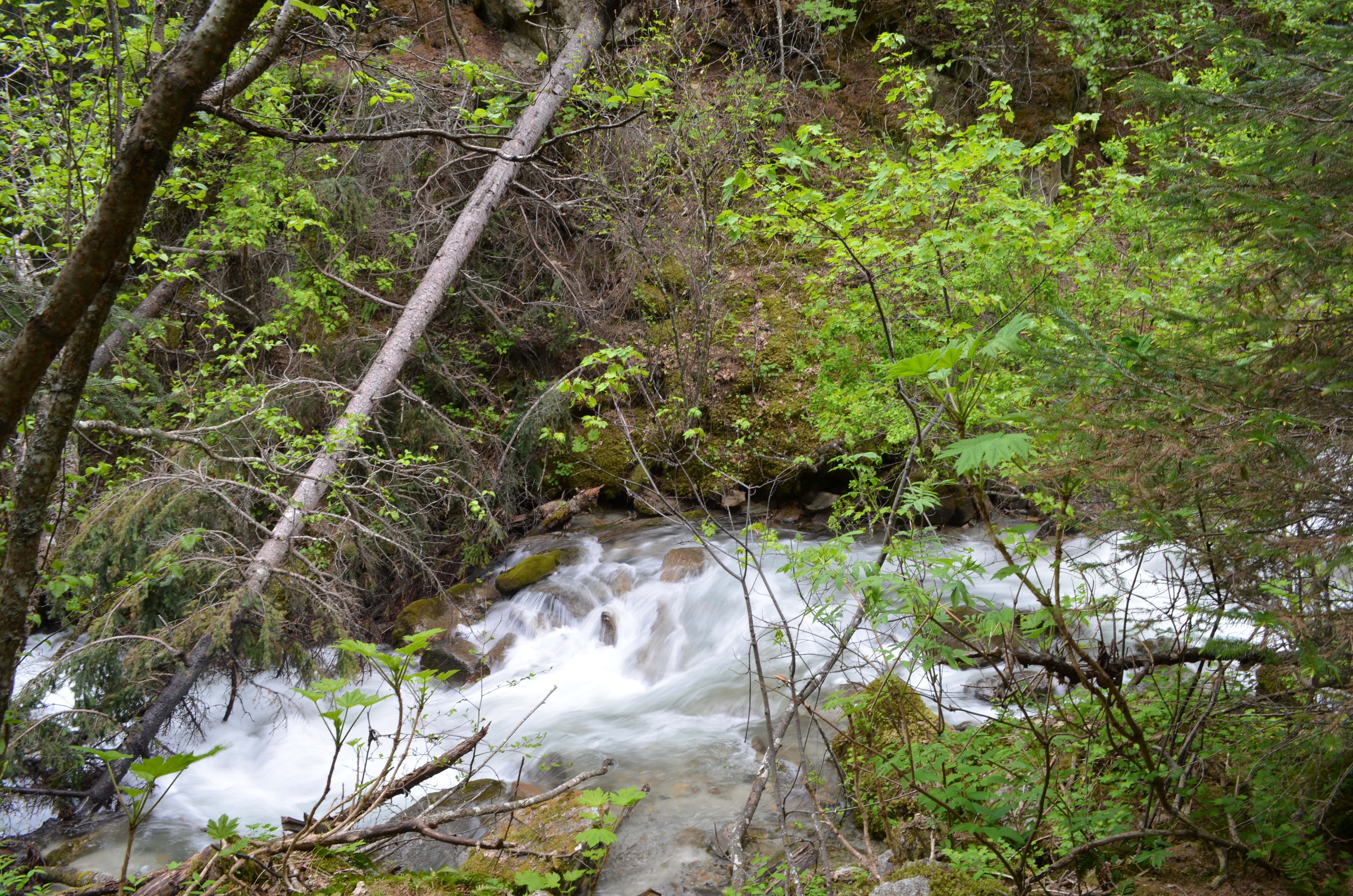 ./2017/08 - Alaska Cruise/09 - Skagway/DSC_0035.JPG